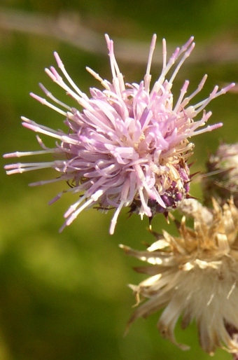 Cirsium brachycephalum