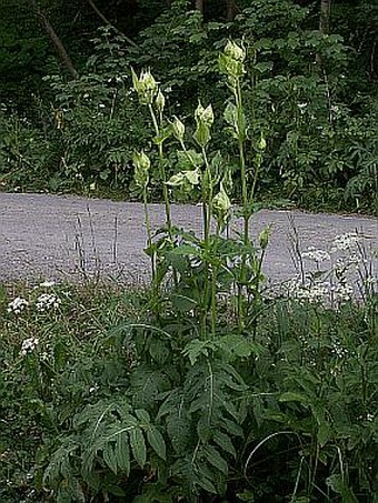 Cirsium oleraceum