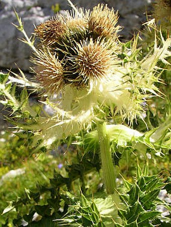 Cirsium spinosissimum