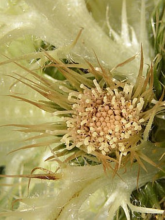 Cirsium spinosissimum