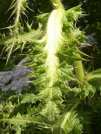 Cirsium spinosissimum