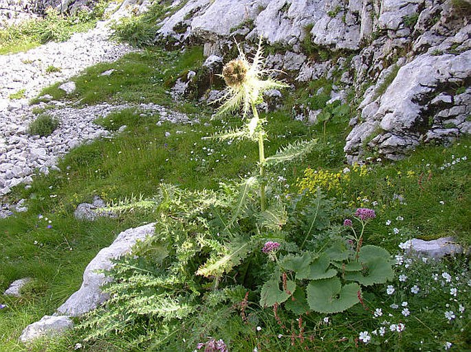 Cirsium spinosissimum