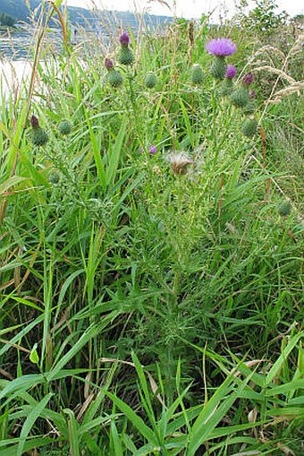 Cirsium vulgare