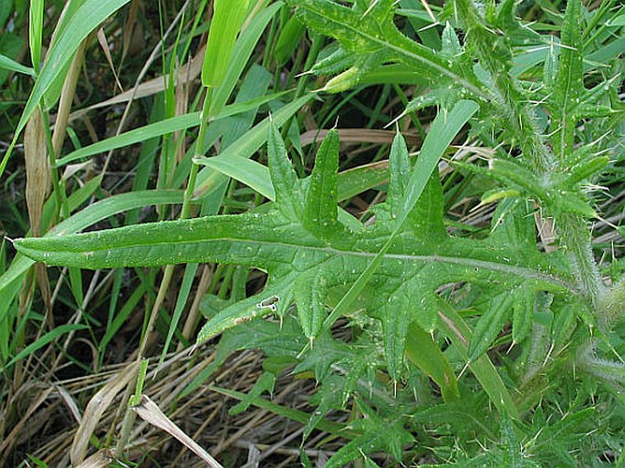 Cirsium vulgare