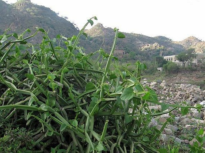 Cissus quadrangularis