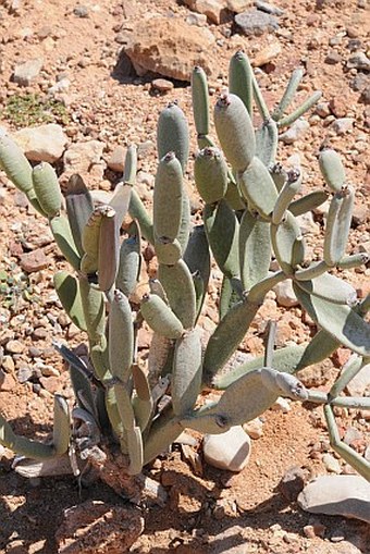 Cissus subaphylla