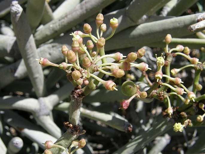 Cissus subaphylla