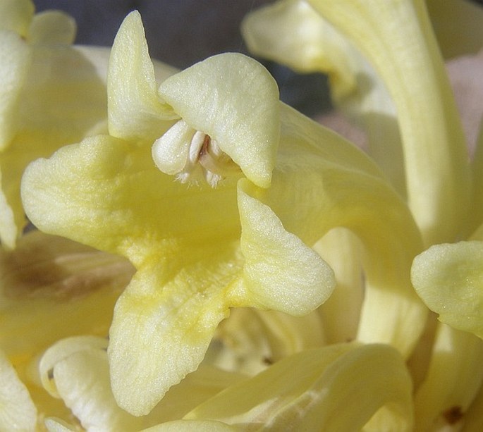 Cistanche tinctoria