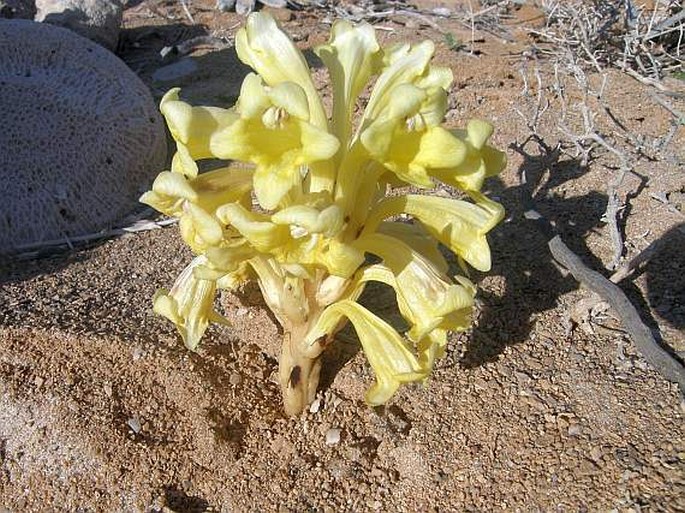 Cistanche tinctoria