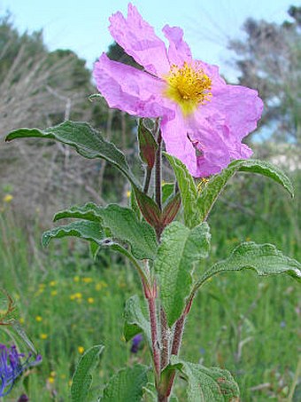 Cistus creticus subsp. eriocephalus