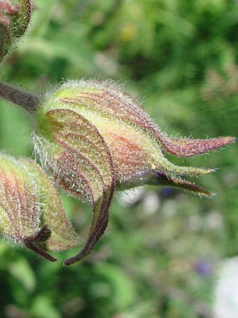 Cistus creticus subsp. eriocephalus