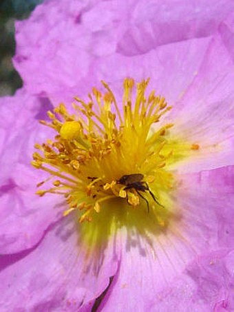 Cistus creticus subsp. eriocephalus