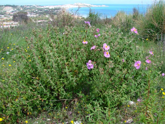 Cistus creticus subsp. eriocephalus