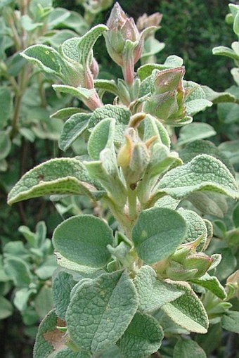 Cistus parviflorus