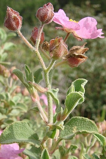 Cistus parviflorus