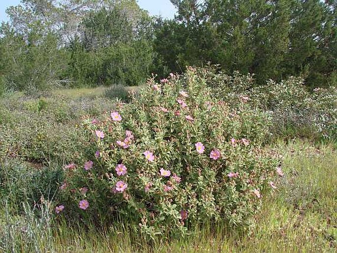 Cistus parviflorus