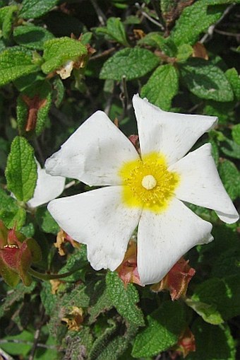 Cistus salviifolius