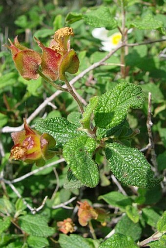 Cistus salviifolius