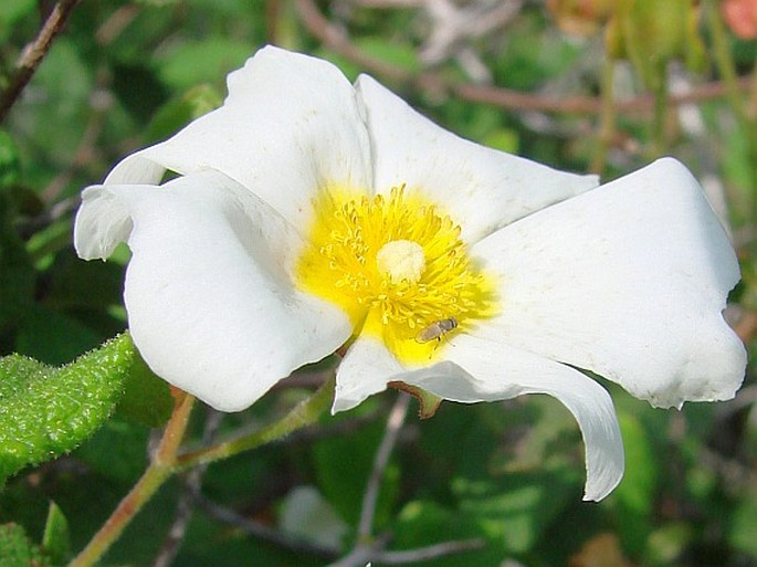 Cistus salviifolius