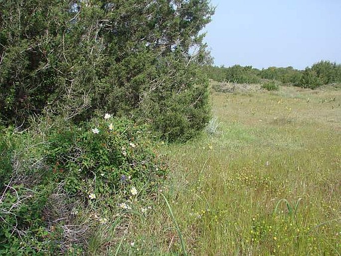 Cistus salviifolius