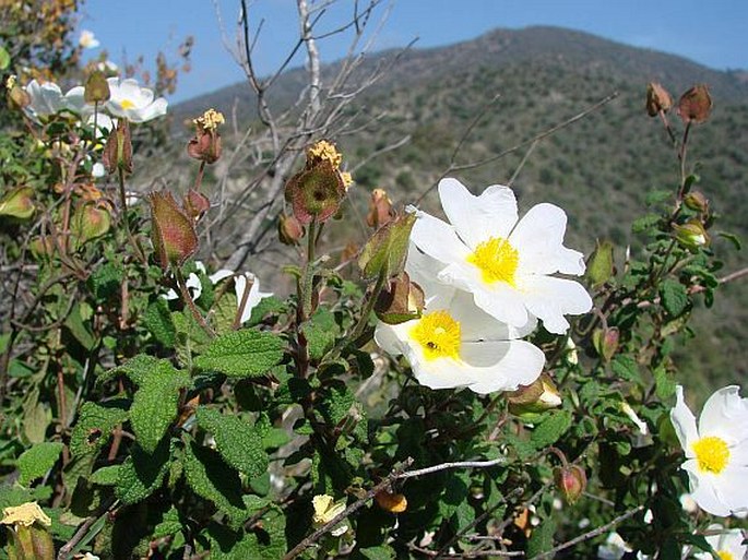 CISTUS SALVIIFOLIUS L. – cist šalvějolistý