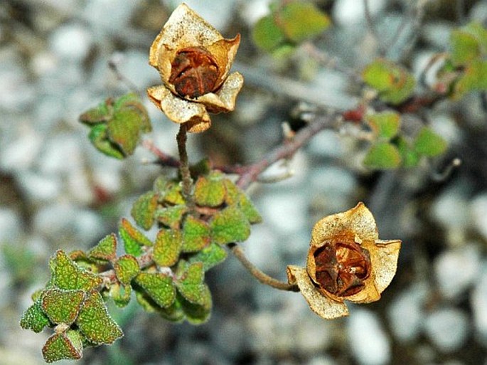 Cistus salviifolius