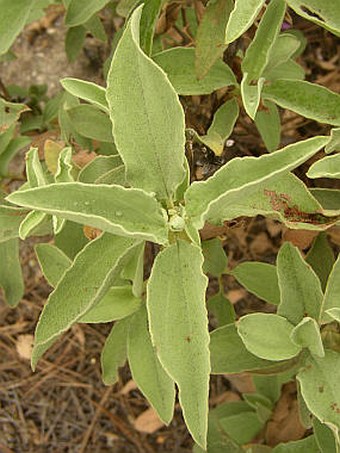 Cistus symphytifolius