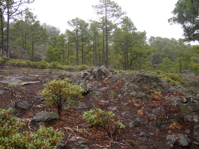 Cistus symphytifolius