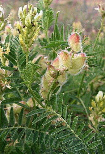 Astragalus cicer