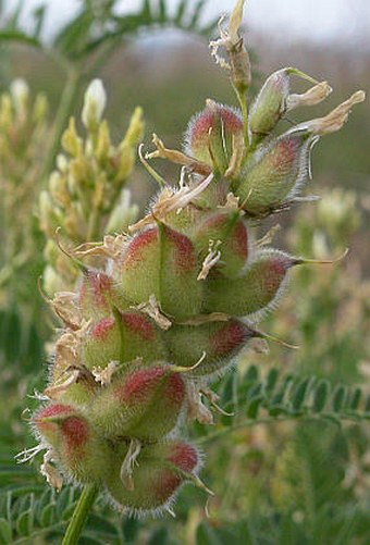 Astragalus cicer