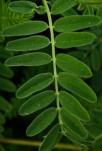 Astragalus cicer