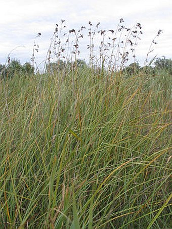 Cladium mariscus