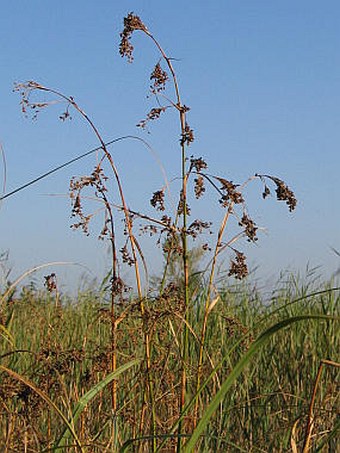 Cladium mariscus