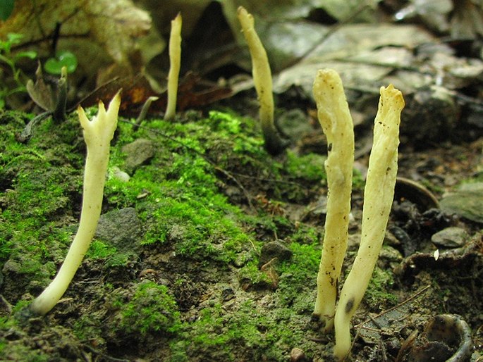 Clavulina rugosa