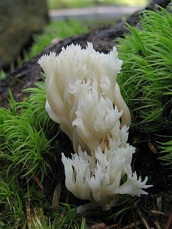 Clavulina coralloides