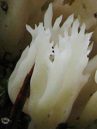 Clavulina coralloides