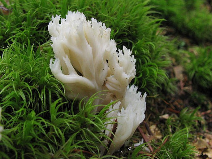 Clavulina coralloides