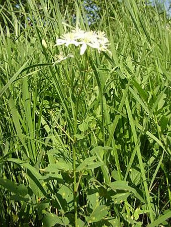 Clematis recta