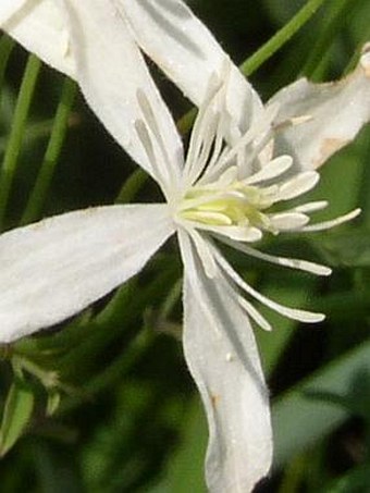 Clematis recta