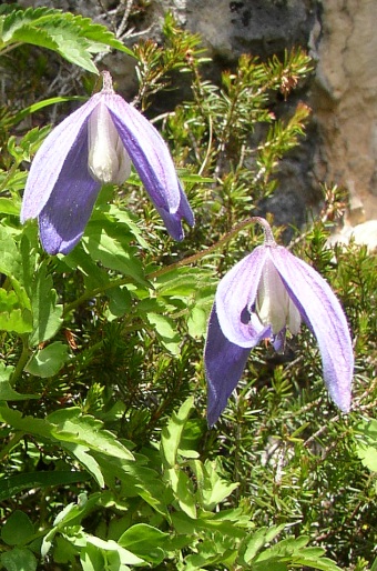 Clematis alpina