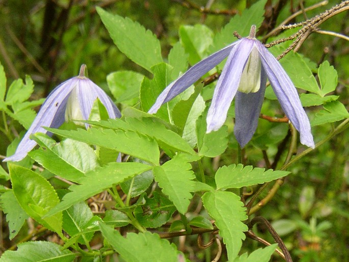 Clematis alpina