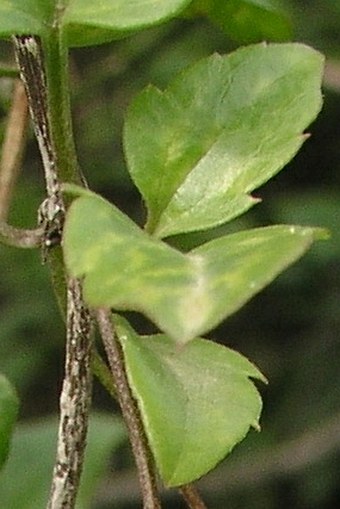 Clematis cirrhosa