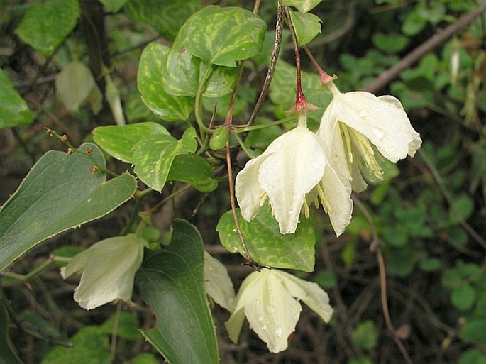 Clematis cirrhosa