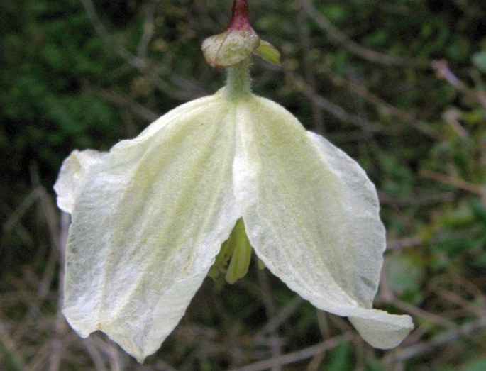 Clematis cirrhosa