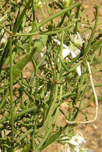 Clematis flammula