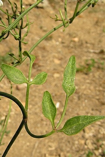 Clematis flammula