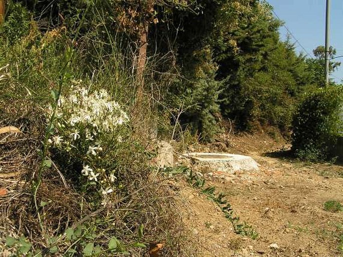 Clematis flammula