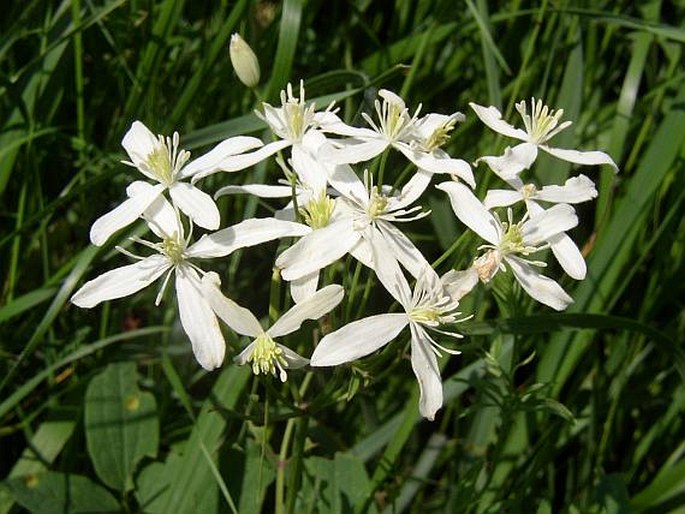 CLEMATIS RECTA L. - plamének přímý / plamienok rovný