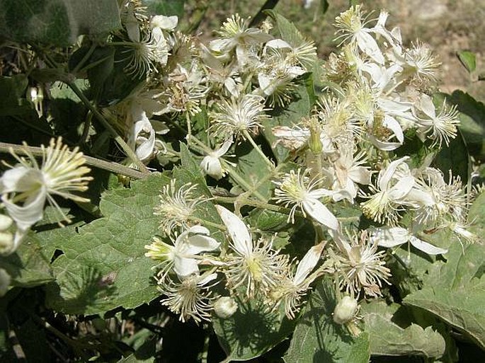 CLEMATIS HIRSUTA Guill. et Perr. - plamének / plamienok