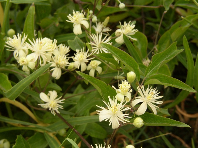 Clematis vitalba